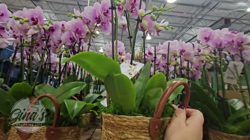 Orchid Garden Basket 24 oz