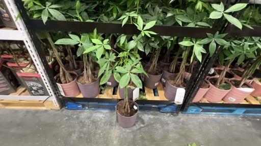 Plainview 8" Large Pachira Money Tree - Protect From Freezing