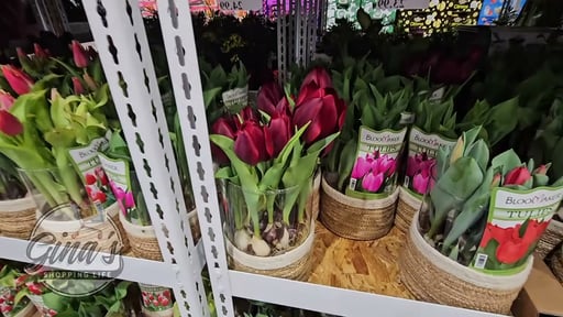 Tulip in Hurricane Glass Vase