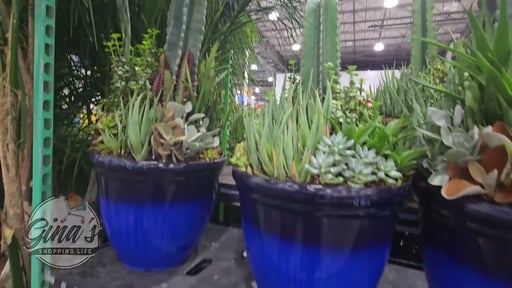 Succulent and Cactus Garden 3.5 Gallon