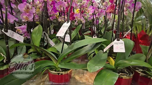 Orchid in Ceramic Pot 0.2 Gallon/0.8 Liter