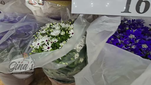 Pericallis Assorted Varieties