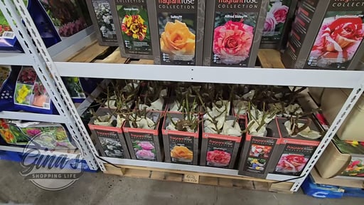 Bareroot Roses 1 Gallon 2 Pack