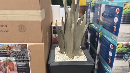 Snake Agave and Planter Set by Desert Steel