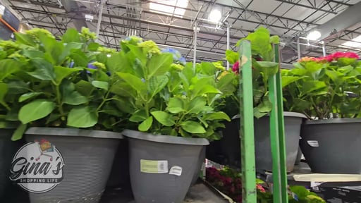 Assorted Hydrangea 2.25 Gallon (8.5L)