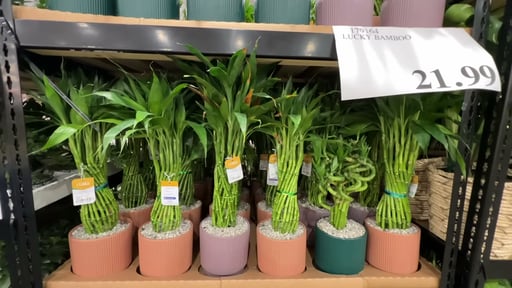 LUCKY BAMBOO