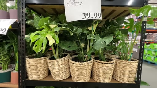 10" DESIGNER FOLIAGE ASST