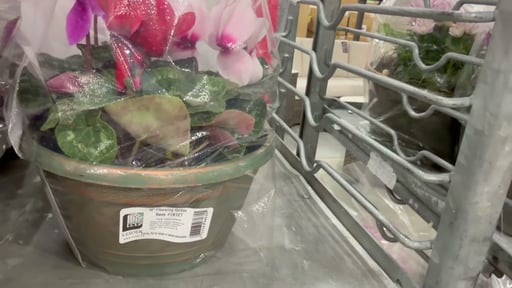Begonia Tabletop Planter