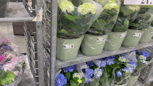 Hydrangea 2.7 Gallon (10.3L) Potted Shrub (#1265) - $19.99 (down