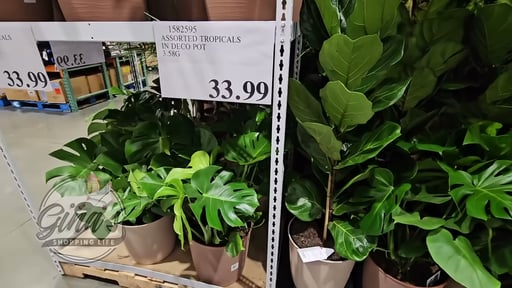 Assorted Tropicals in Deco Pot, 4.3 Gallon/16.3L