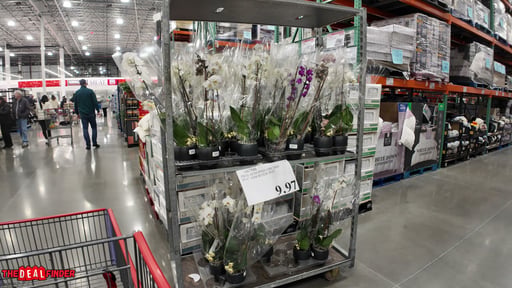 Phalaenopsis Orchid in 6" Assorted Pot
