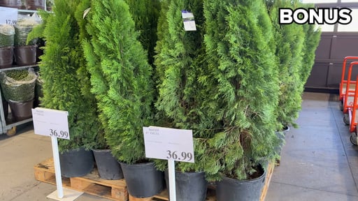 #7 Thuja Emerald Green Arborvitae