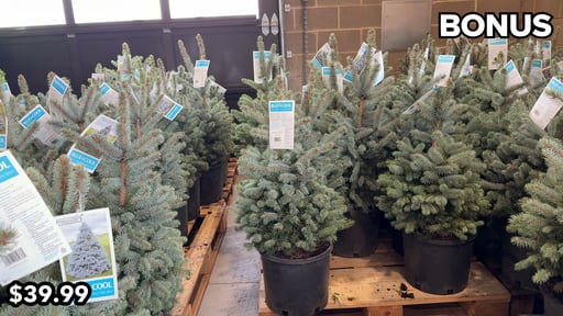 #5 Baby Blue Spruce, 3.9 Gallon / 14.8 L