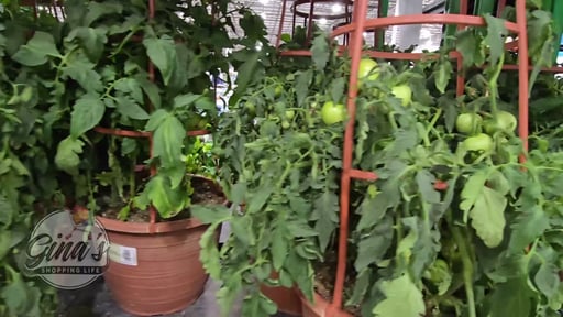 Tomato Cage 2G/7.5L