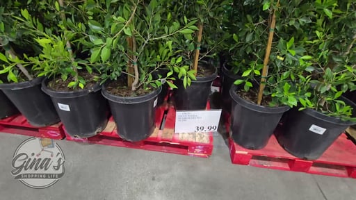 Ficus Elastica Ruby with Decorative Pot Cover, 6" Pot