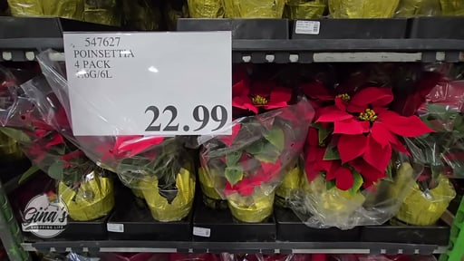 Poinsettia 4 Pack