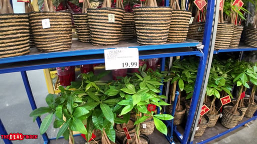 Plainview 8" Large Pachira Money Tree - Protect From Freezing