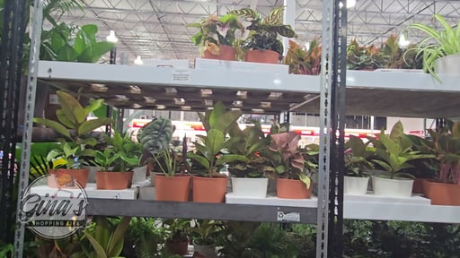 Trending Tropicals Assorted 2-Pack, 6" (0.74 Gallon/2.8L)