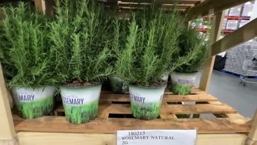 Rosemary Natural 2G