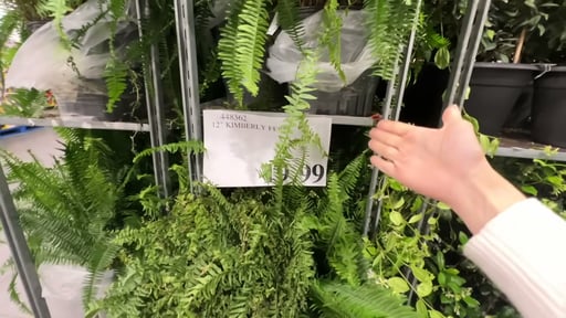 Kimberly Queen Fern, 12" Pot