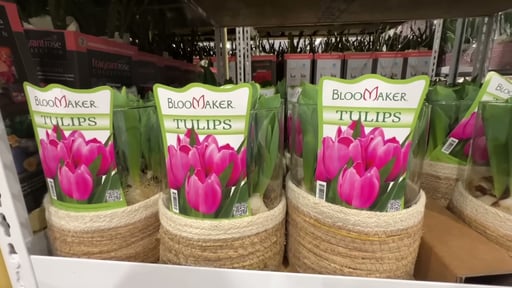 Tulip in Hurricane Glass Vase