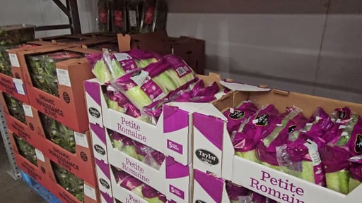 Artisan Romaine 5 count
