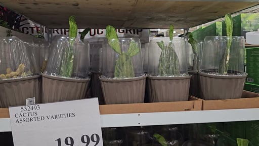Cactus Assorted Varieties