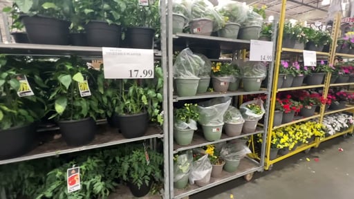 13" Vegetable Planter Assorted Varieties