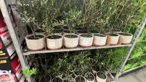6" Olive Tree