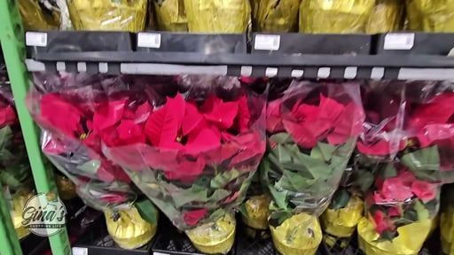 Poinsettia 4 Pack