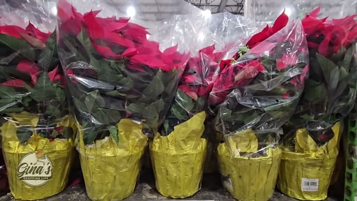 10" Poinsettia 1.81 Gal/6.85L