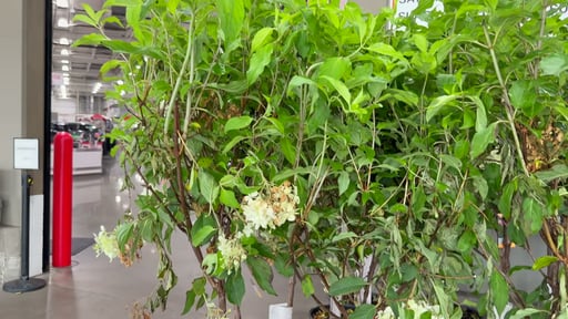Hydrangea Tree #7