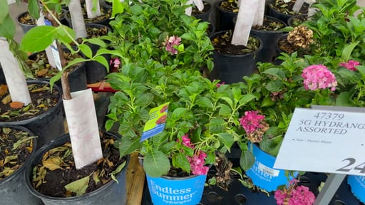 5 Gallon Hydrangea Assorted