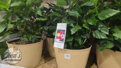 Hibiscus in Deco Pot 4.3 Gal / 16.3L