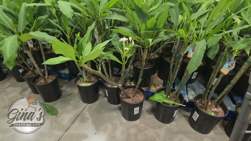 Plumeria (Frangipani) Live Plant, 3.5 Gallon / 13.1L Pot