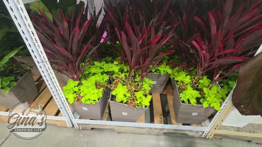 12" Foliage Combo in Decorative Pot, 3.84 Gallon / 14.55 Liter