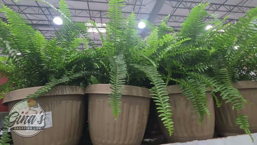 Kimberly Queen Fern Patio Ready 3.58G