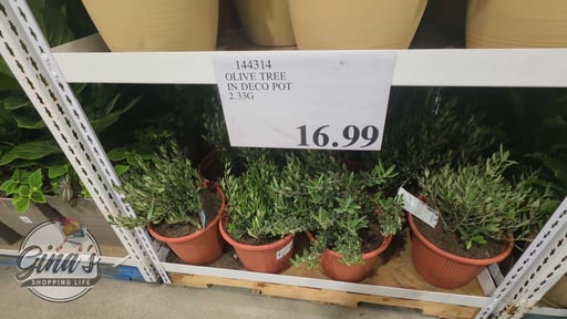 Olive Tree in Decorative Pot 2.33 Gallon