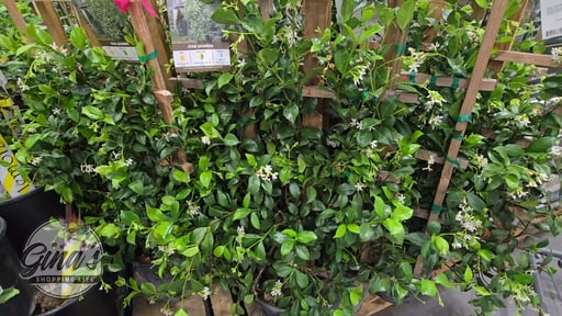 Star Jasmine Espalier 3.2 Gallon