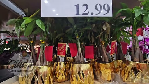 Pachira Money Tree in Gold Ceramic Pot 1.78L