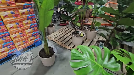 Assorted Tropicals in Deco Pot, 4.3 Gallon/16.3L