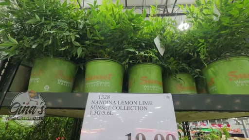 Nandina Lemon-Lime Sunset Collection 1.5G