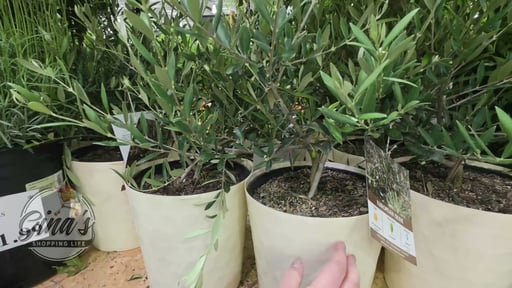 Olive Tree in Deco Pot 1.5G