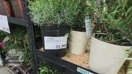 Lavender Assorted Varieties 1G