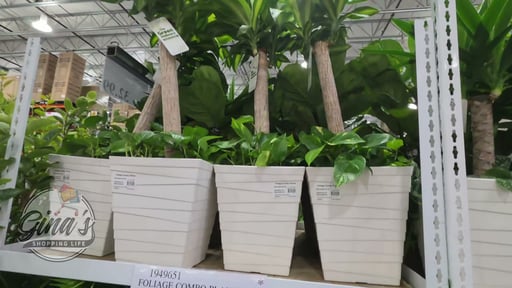 12" Foliage Combo in Decorative Pot, 3.84 Gallon / 14.55 Liter (#1949651) -  $24.99 (down from $48.99)