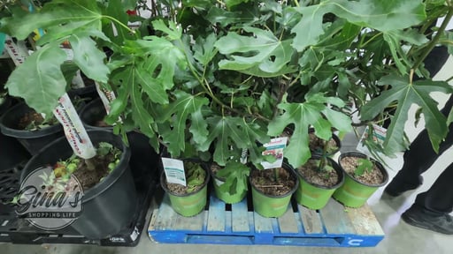 Combination Fruit Tree Multi-Budded 3 Fruits 9.9G