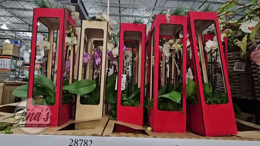 Orchid in Wooden Box 12oz/355ml