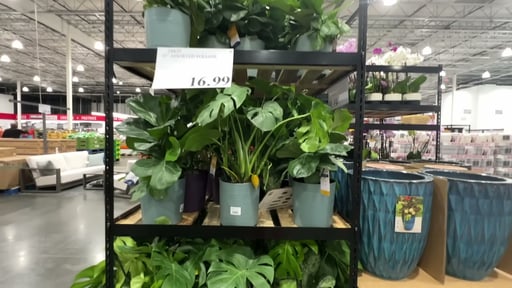 lucky bamboo plant numbers Bamboo Numbers  Tumbleweed & Dandelion LLC
