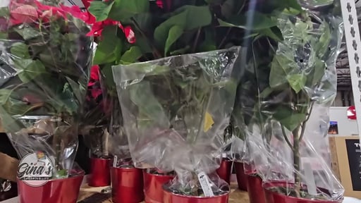 Poinsettia Tree 3.8 QT