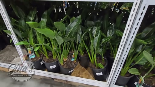 Bird of Paradise Plant in 5-Gallon Patio Pot